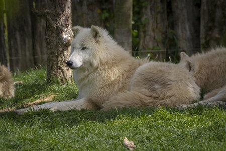 28-04-24_zoo-de-beauval, _MG_1379