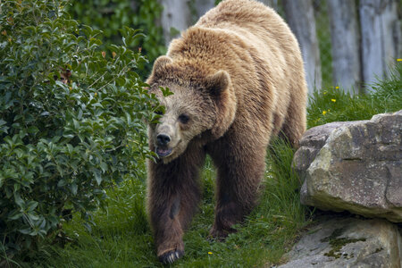 28-04-24_zoo-de-beauval, _MG_1387