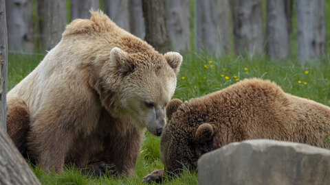 28-04-24_zoo-de-beauval, _MG_1390