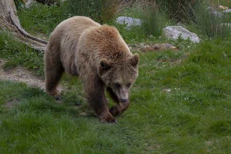 28-04-24_zoo-de-beauval, _MG_1392