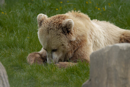 28-04-24_zoo-de-beauval, _MG_1393