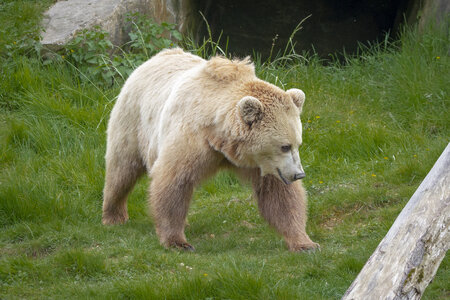28-04-24_zoo-de-beauval, _MG_1394