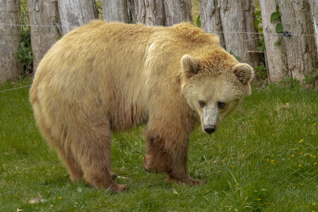 28-04-24_zoo-de-beauval, _MG_1395
