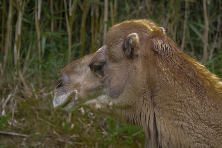28-04-24_zoo-de-beauval, _MG_1396-Modifier