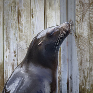 28-04-24_zoo-de-beauval, _MG_1400
