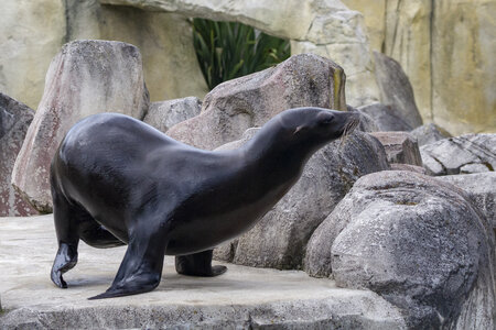 28-04-24_zoo-de-beauval, _MG_1406