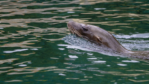 28-04-24_zoo-de-beauval, _MG_1411