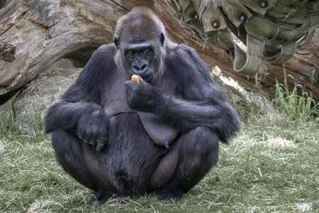 28-04-24_zoo-de-beauval, _MG_1418