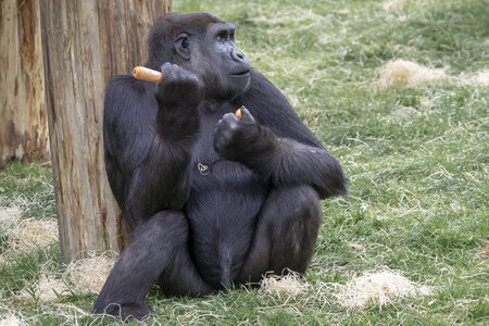 28-04-24_zoo-de-beauval, _MG_1420