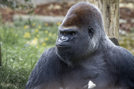28-04-24_zoo-de-beauval, _MG_1421