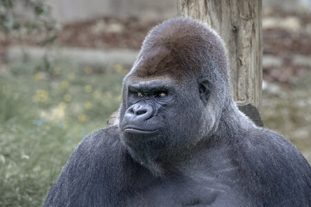 28-04-24_zoo-de-beauval, _MG_1423