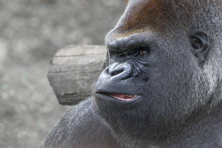 28-04-24_zoo-de-beauval, _MG_1424