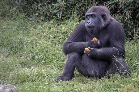 28-04-24_zoo-de-beauval, _MG_1425