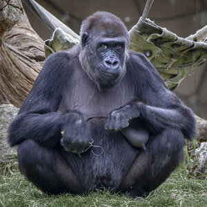 28-04-24_zoo-de-beauval, _MG_1426
