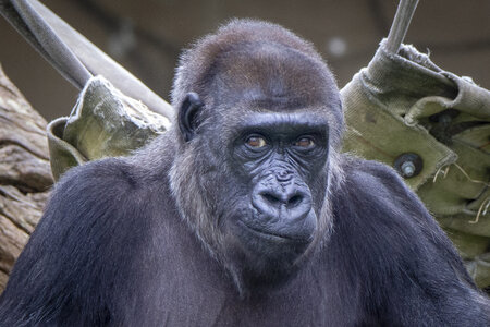28-04-24_zoo-de-beauval, _MG_1426-2