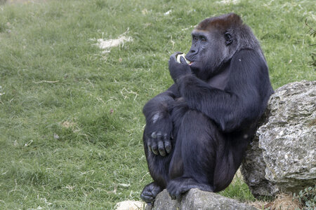 28-04-24_zoo-de-beauval, _MG_1427