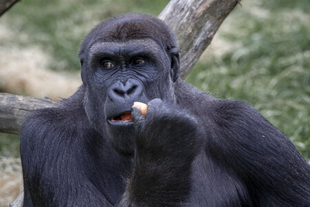 28-04-24_zoo-de-beauval, _MG_1429