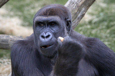 28-04-24_zoo-de-beauval, _MG_1430