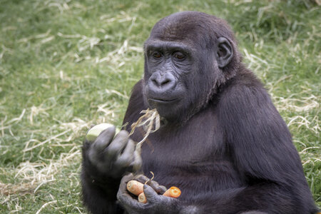 28-04-24_zoo-de-beauval, _MG_1431
