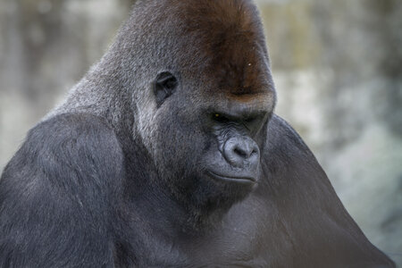 28-04-24_zoo-de-beauval, _MG_1432