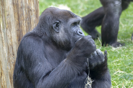 28-04-24_zoo-de-beauval, _MG_1434