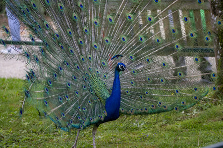 28-04-24_zoo-de-beauval, _MG_1438