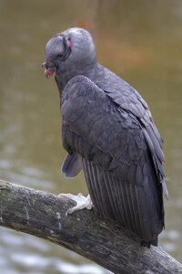 28-04-24_zoo-de-beauval, _MG_1440-Modifier