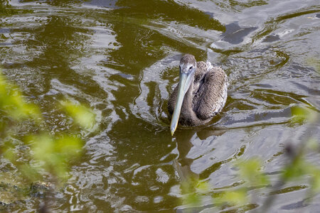 28-04-24_zoo-de-beauval, _MG_1441