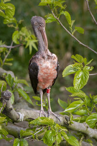 28-04-24_zoo-de-beauval, _MG_1449