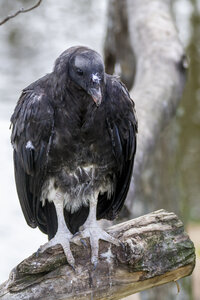 28-04-24_zoo-de-beauval, _MG_1455