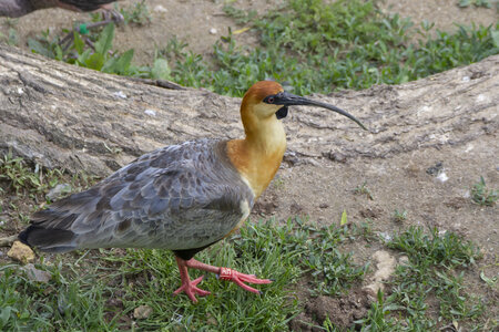 28-04-24_zoo-de-beauval, _MG_1456