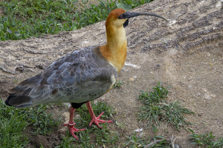 28-04-24_zoo-de-beauval, _MG_1457