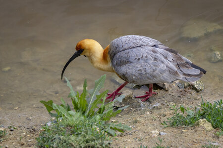 28-04-24_zoo-de-beauval, _MG_1458