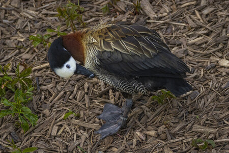 28-04-24_zoo-de-beauval, _MG_1460