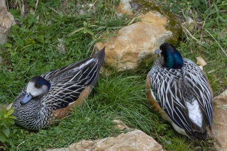 28-04-24_zoo-de-beauval, _MG_1461