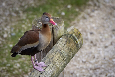 28-04-24_zoo-de-beauval, _MG_1465