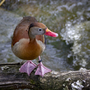 28-04-24_zoo-de-beauval, _MG_1468