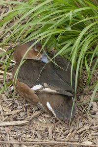 28-04-24_zoo-de-beauval, _MG_1471