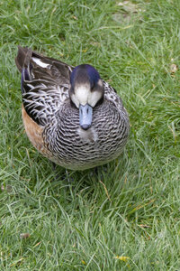 28-04-24_zoo-de-beauval, _MG_1472
