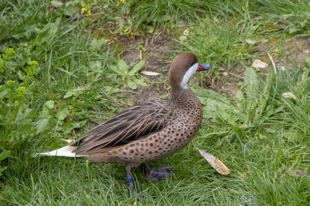 28-04-24_zoo-de-beauval, _MG_1473