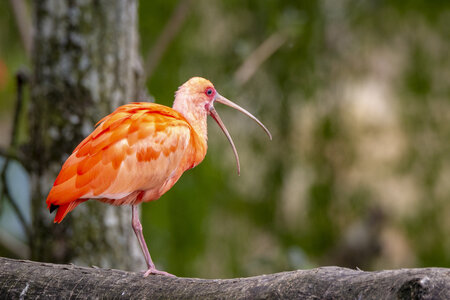 28-04-24_zoo-de-beauval, _MG_1475
