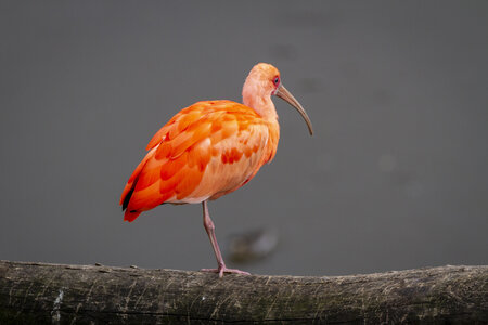 28-04-24_zoo-de-beauval, _MG_1476