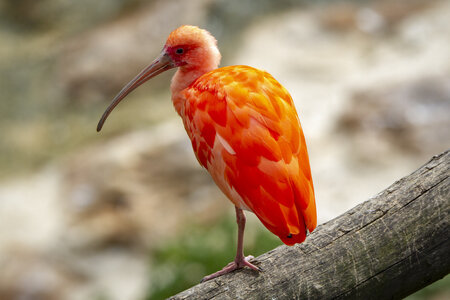 28-04-24_zoo-de-beauval, _MG_1477