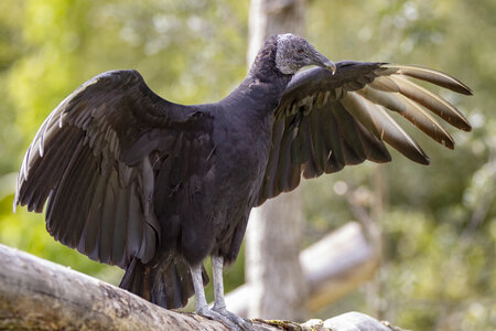 28-04-24_zoo-de-beauval, _MG_1482