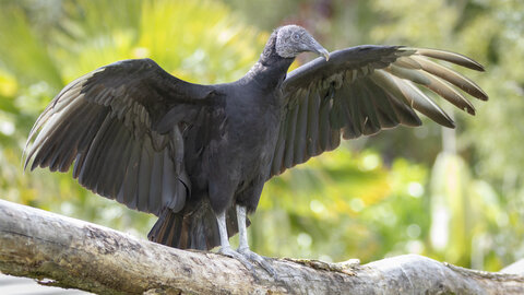 28-04-24_zoo-de-beauval, _MG_1483