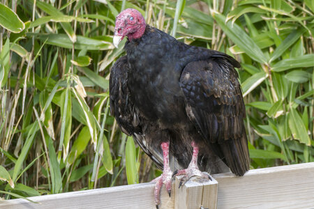 28-04-24_zoo-de-beauval, _MG_1485