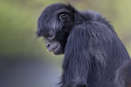 28-04-24_zoo-de-beauval, _MG_1486-Modifier