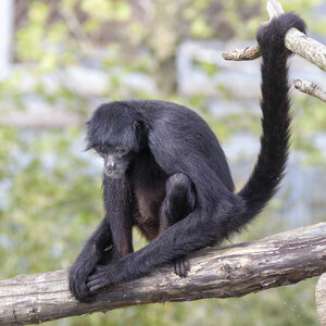 28-04-24_zoo-de-beauval, _MG_1490