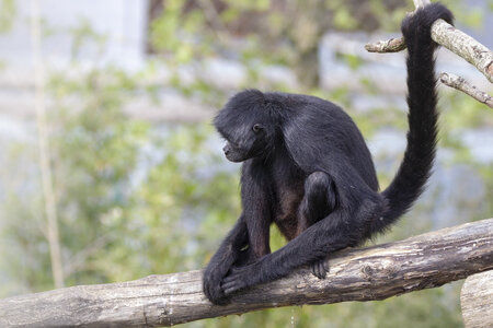 28-04-24_zoo-de-beauval, _MG_1491