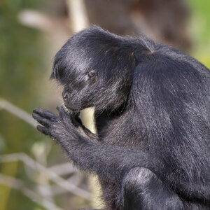 28-04-24_zoo-de-beauval, _MG_1493